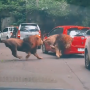 Video Viral 2 Singa Taman Safari Berkelahi dan Tabrak Mobil Pengunjung hingga Rusak