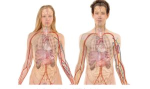 Daftar Harga Organ Tubuh Manusia Dari yang Termurah hingga Termahal