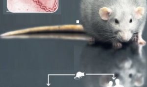 Leptospirosis