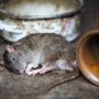 Cara mengusir tikus dari dalam rumah agar terhindar dari Leptospirosis. (pixabay)
