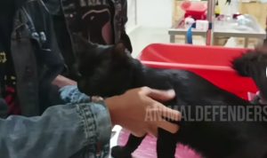 Video Penyelamatan Kucing Pasca Kebakaran Depo Pertamina Plumpang, Warganet: Nangis Banget Evakuasi Kucing Korban Kebakaran Depo Pertamina Plumpang/ Tangkap Layar TikTok @doniherdaru