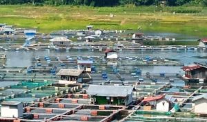 Keberadaan Keramba Jaring Apung (KJA) di sekitaran PLTA Saguling milik PT Indonesia Power masih menjadi permasalahan tersendiri.