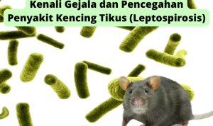 Mengenal Leptospirosis, Penyakit yang Membuat 9 Warga Jawa Timur Meninggal Dunia
