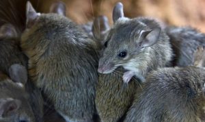 leptospirosis