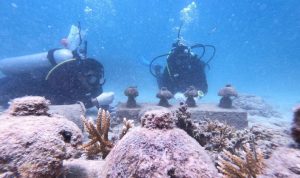 Sabang Perlu Lakukan Transplantasi Terumbu Karang Secara Terus Menerus