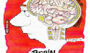Brain of the Typical Male
