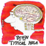 Brain of the Typical Male