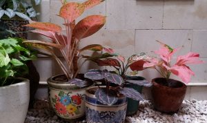 Jenis Tanaman Aglonema Cocok Dipajang di Ruangan Jenis Tanaman Aglonema Cocok Dipajang di Ruangan