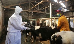 Wabah LSD Hantui Peternak Sapi KBB, Ini yang Bakal Dilakukan Dispernakan