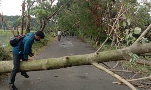 Diguyur Hujan Disertai Angin Kencang Siang Tadi, Sejumlah Pohon Tumbang di Kawasan Kiaracondong Bandung Pohon tumbang di Jl. Terusan Sekejati, Kota Bandung. Sabtu (25/3). Foto. Sandi Nugraha.