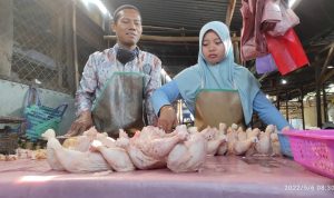 Marak Flu Burung, Masyarakat Jangan Takut Makan Ayam DKPP Jawa Barat meminta masyarakat tidak usah khawatir mengkonsumsi unggas seperti ayam di tengah maraknya flu burung.
