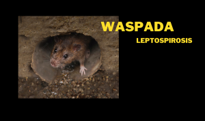 Waspada Penyakit Leptospirosis Pada Saat Musim Penghujan!
