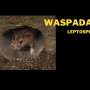 Waspada Penyakit Leptospirosis Pada Saat Musim Penghujan!