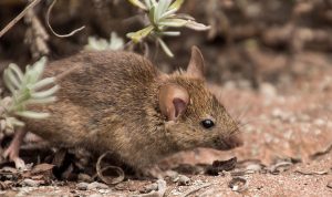 Apa Itu Leptospirosis? Wabah Kencing Tikus yang Sedang Melanda Warga Jatim