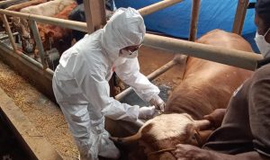 Dispernakan KBB Ingatkan Peternak Kesehatan Hewan Dispernakan KBB Ingatkan Peternak Kesehatan Hewan