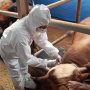 Dispernakan KBB Ingatkan Peternak Kesehatan Hewan
