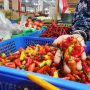 Harga Cabai Rawit Merah Kian Pedas, Pedagang Mengeluh Tak Dapat Keuntungan