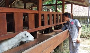 Sein Farm Kota Bandung Masih Belum Dibuka Lagi untuk Umum INTEGRASI: Pegawai Sein Farm Kota Bandung saat melihat kondisi kambing. Kawasan itu memadukan kegiatan peternakan dan pertanian. (HENDRIK MUCHLISON/JABAR EKSPRES)