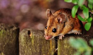 Penyakit Leptospirosis Ditularkan Lewat Kencing Tikus? Ini Gejalanya Penyakit Leptospirosis ditularkan dari kencing tikus/Pixabay/ Alexas_Fotos