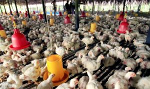 Kasus Flu Burung di Jabar Terus Bertambah