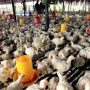 Kasus Flu Burung di Jabar Terus Bertambah