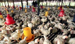 Waspada Wabah Flu Burung, Unggas Masuk Cimahi Harus Mempunyai SKKH Waspada Wabah Flu Burung
