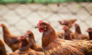 Flu Burung Serang Unggas di Cicalengka, Segini Jumlahnya