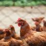 Flu Burung Serang Unggas di Cicalengka, Segini Jumlahnya