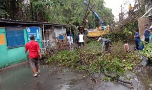 Pohon besar di Kembang Sepatu Bandung tumbang setelah diterjang hujan lebat dan angin kencang, Jumat (10/3). (Sandi Nugraha/Jabar Ekspres)