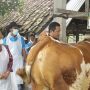Penyakit LSD Mulai Serang Ternak di KBB, Seekor Sapi Terpaksa Dipotong Bersyarat