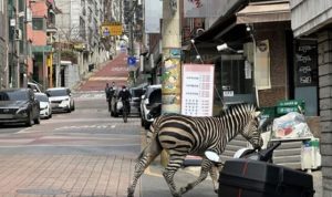 Seekor Zebra Melarikan Diri dari Kebun Binatang dan Berkeliaran di Seoul