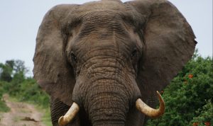 Cegah Konflik, Gajah Liar di Aceh Dipasang Kalung Pelacak Ilustrasi gajah. (Unsplash/Zoë Reeve)