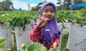 Alternative Tourism Picking Strawberries in Agam Regency