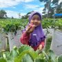 Alternative Tourism Picking Strawberries in Agam Regency