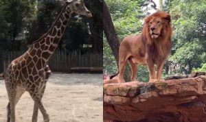 Ilustrasi Tempat Bukber Bandung di Kebun Binatang/ Kolase Instagram @bandung_zoo