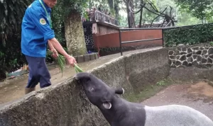 Cerita Narman, Zoo Keeper Bandung Zoo. Merawat Tapir Seperti Anak Sendiri