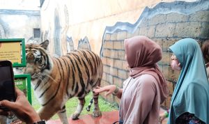 H+3 Lebaran Ribuan Pengunjung Padati Wisata Lembang Park and Zoo H+3 Lebaran Ribuan Pengunjung Padati Wisata Lembang Park and Zoo / Jabar Ekspres