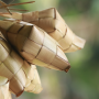 Tips Membuat Ketupat Lebaran yang Gurih, Empuk, dan Tahan Lama