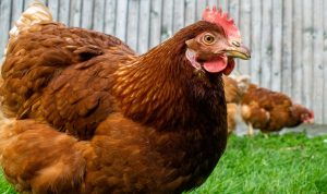 Kasus Kematian Pertama Dari Virus Influenza A (H3N8) Datang Dari Cina