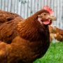 Kasus Kematian Pertama Dari Virus Influenza A (H3N8) Datang Dari Cina