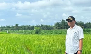 January-March Rice Production Reaches 31,176 Tons