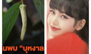 Ditemukan Bunga Langka di Thailand, Peneliti Memberi Nama Lisa BLACKPINK