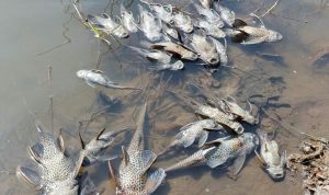 Ribuan Ikan Mati di Sungai Bogor Diduga Akibat Limbah B3, Dewan Minta DLH Tegas Ribuan ikan mati terkena limbah B3 di sungai Cileungsi, Kabupaten Bogor. Foto: doc KP2C