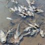 Ribuan ikan mati terkena limbah B3 di sungai Cileungsi, Kabupaten Bogor. Foto: doc KP2C