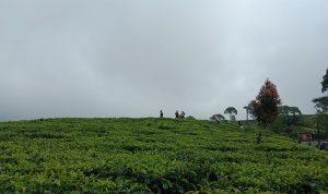 Suasana Perkebunan Teh Cukul Pangalengan