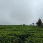 Suasana Perkebunan Teh Cukul Pangalengan