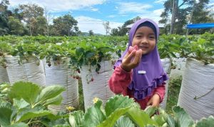 Wisata Alternatif Petik Stroberi di Kabupaten Agam