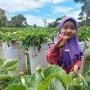 Wisata Alternatif Petik Stroberi di Kabupaten Agam