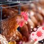 World's First Death Case From H3N8 Bird Flu in Guangdong Province, China