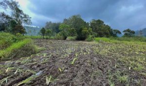 Pemetaan Kawasan Hutan Masih Semrawut, Perhutani Diminta Bentuk Regulasi Tegas BERANTAKAN: Lahan tanaman Edelweis Rawa tempak rusak akibat dari para peserta lomba trail yang melalui kawasan lindung tersebut. Perhutani diminta bentuk regulasi tegas. (DOK/JABAR EKSPRES)